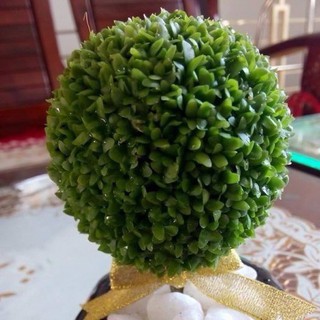 400h Hạt Giống Cỏ May Mắn