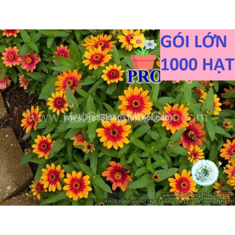 1000.HẠT Hạt Giống Hoa Cúc Lá Nhám Lùn Sai Bông Profusion Đỏ Vàng
