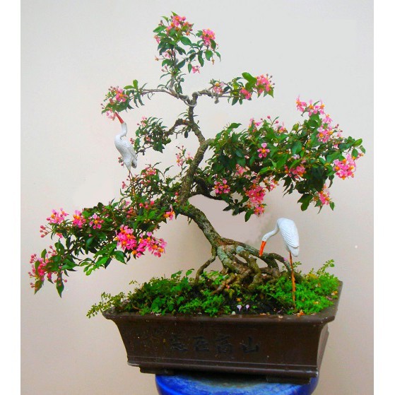 cây Hồng ngọc mai (sơ ri cảnh) dễ trồng, hoa quanh năm