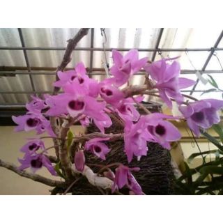 Com bo 4 chậu hoa phong lan- trầm tím mianma