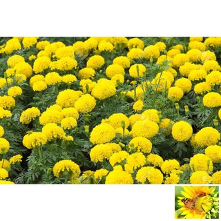 Hạt giống hoa Vạn thọ mỹ mix (50 hạt)