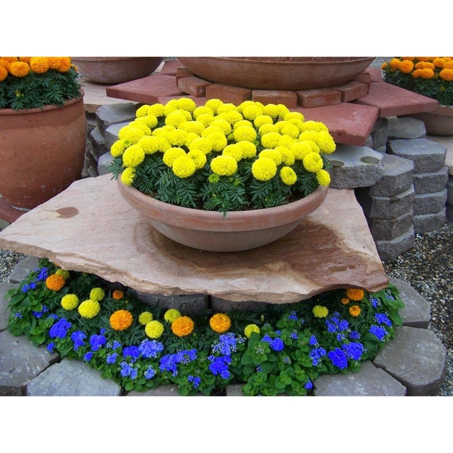 Hạt giống cúc vạn thọ màu vàng