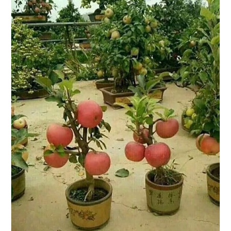 Hạt giống cây táo lùn đỏ  KNS1297 - Gói 10 hạt