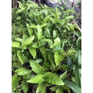 cây giống chanh leo( chanh dây) tím