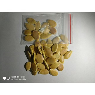 10 Hạt giống bí ngô mini