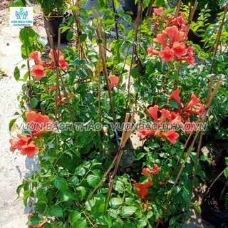 Dây đăng tiêu trồng leo giàn