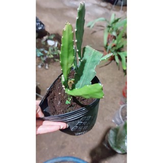 Hoa Nhật Quỳnh Đỏ rực