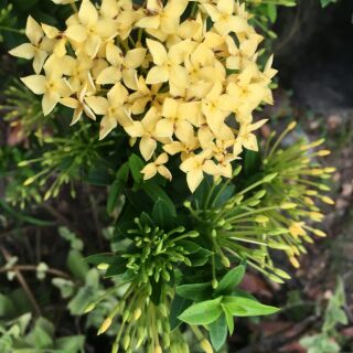 Gốc cây Trang vàng ( mẫu đơn lá nhỏ vàng )