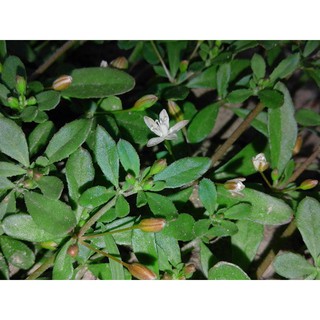 [MUA 2 TẶNG 1] HẠT giống rau đắng đất - gói >5000 hạt