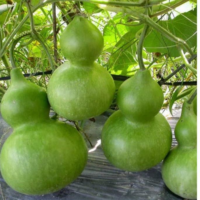 Hạt Giống Bầu Hồ Lô - Gói 10 Hạt