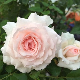 Hoa hồng ngoại Misaki Rose - hoa bụi, dễ chăm