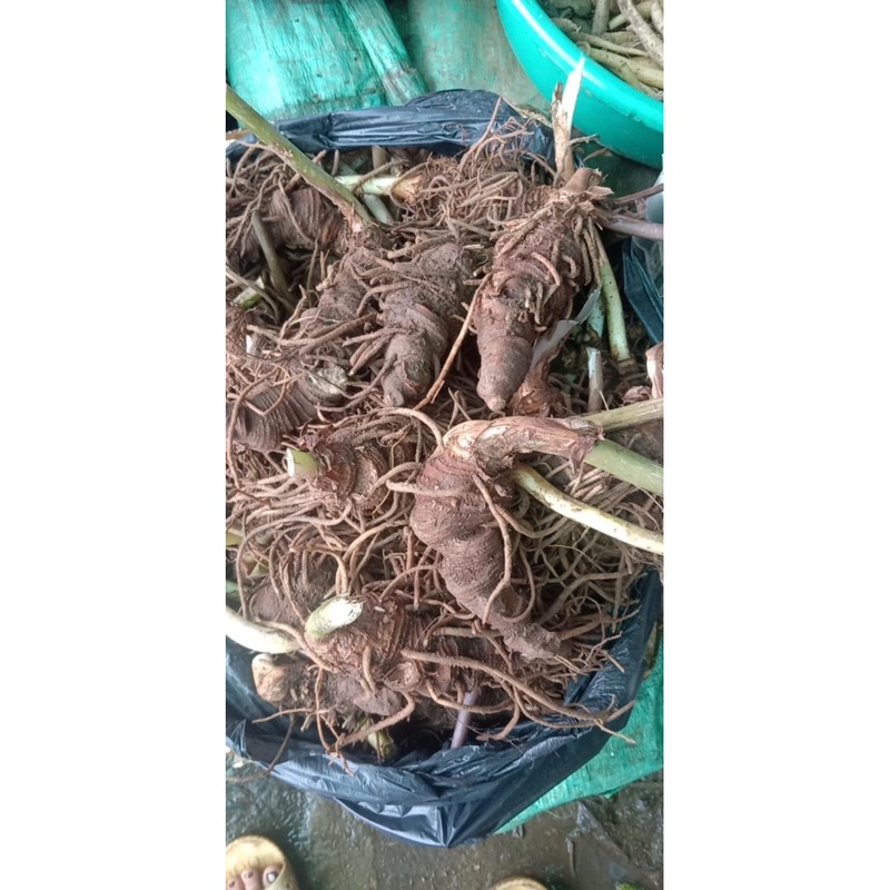 0.5 Lạng thất diệp nhất chi hoa - Củ rắn cắn