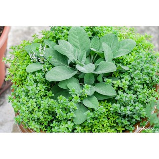 20h Hạt Giống Xô Thơm Sage