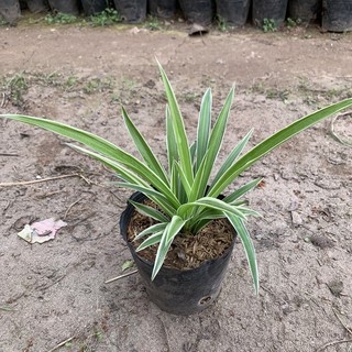 Cây lan bạch chỉ, cây dây nhện cao 15cm, xum xuê nhiều nhánh lá thanh lọc không khí, trồng để bàn và trang tí nội thất