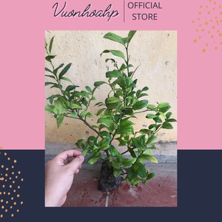 Cây chanh tứ quý giống quả bốn mùa, không hạt, có hạt cao 30-40