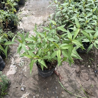 Cây RAU RĂM trồng sẵn bầu nhỏ nhiều ngọn xum xuê,mùi hương nhẹ dùng làm gia vị,rau sống