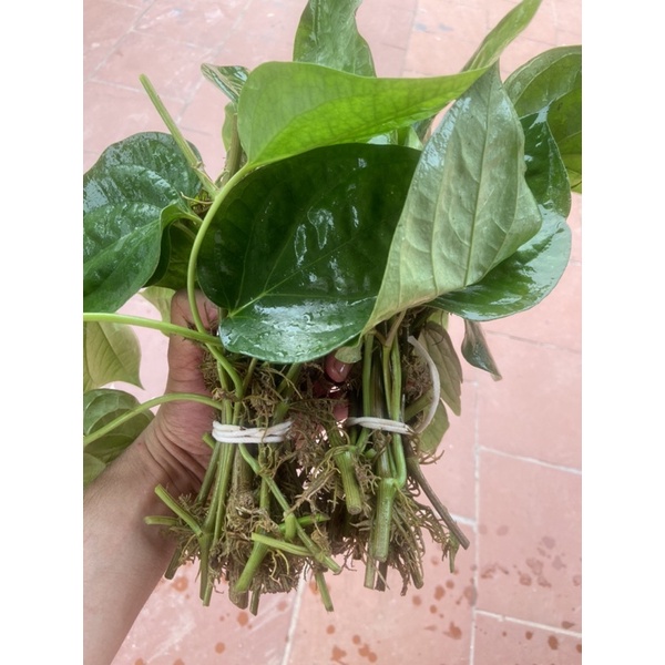 CÀNH TRẦU KHÔNG (CÂY TRẦU QUẾ ) CÓ RỄ ĐỂ ƯƠM TRỒNG