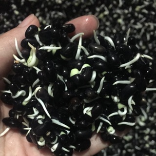 Đậu đen nảy mầm