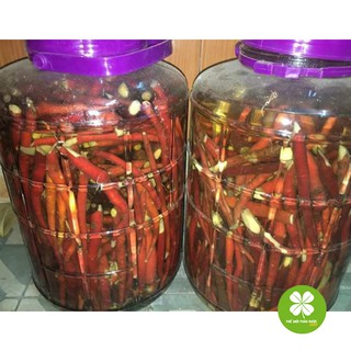 Sâm cau đỏ 1kg tươi - TD036