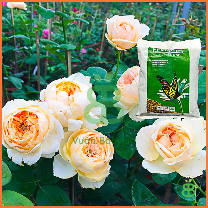 Phân hữu cơ Hà Lan Fertiplus 500g - Chuyên dùng cho hoa hồng và lan