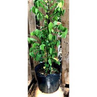 Chậu cây khế ngọt cao 70 - 90 cm