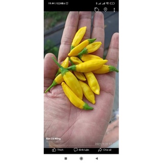 hạt ớt lemon drop