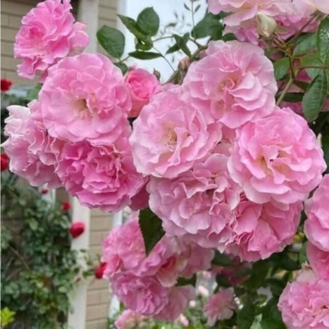 Hoa hồng Summer snow rose – Loài hồng bụi siêu hoa- Vườn Hoa Melinhrose