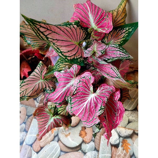 Môn hồng thiên nga