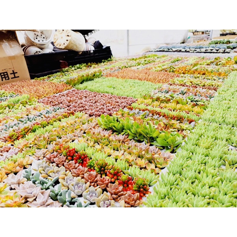 COMBO RANDOM 50 CÂY SEN ĐÁ MINI 2.5-4CM ☀️ |FREESHIP| 🔥 ĐÃ THUẦN KHÍ HẬU, SIÊU KHOẺ ĐẸP 🍏 LỖI 1 ĐỔI 1