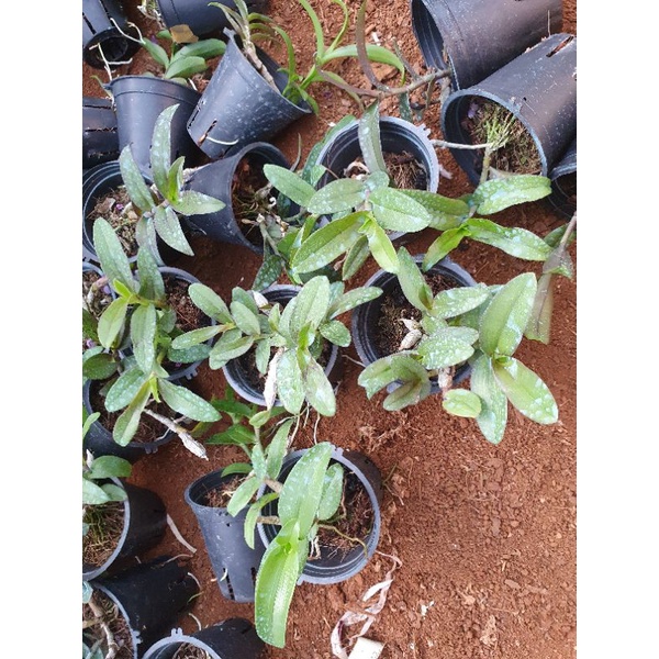 phi điệp hồng yên thủy