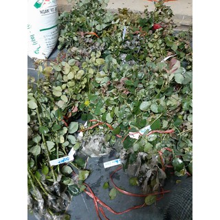 Cành Chiết Hồng Điều Cổ