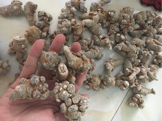 0,5kg Củ tam thất khô