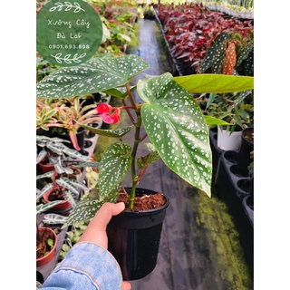 Cây Hải Đường Begonia Snowcap, cây khỏe, dễ chăm, decor