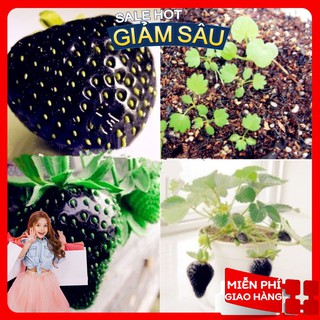 Hạt giống dâu tây đen - 50 hạt / gói