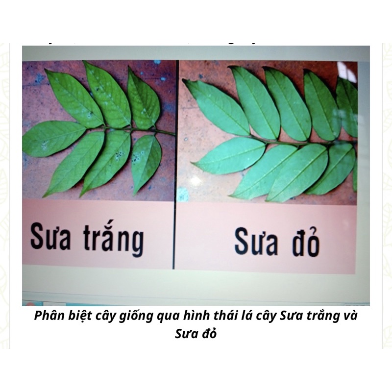 Cây giống sưa đỏ