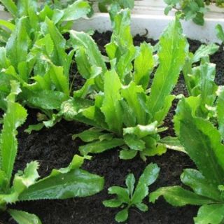 cây giống ngò gai ( rau mùi tàu) như hình