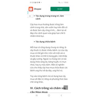 Cây giống sim tím (mua úc )