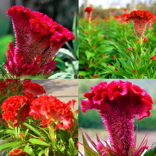 CHẬU HOA MÀO GÀ SIÊU ĐẸP