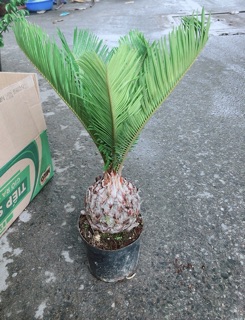 Chậu Vạn Tuế