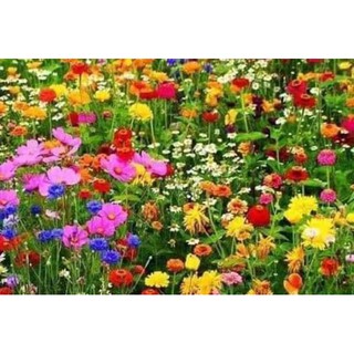🌸🌸 HẠT GIỐNG HOA HỖN HỢP Gói 200 hạt