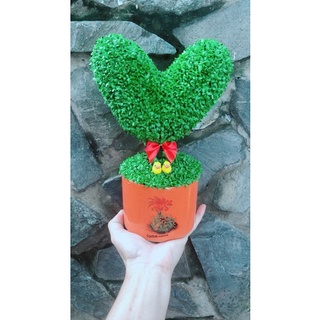 Chậu May Mắn Trái Tim