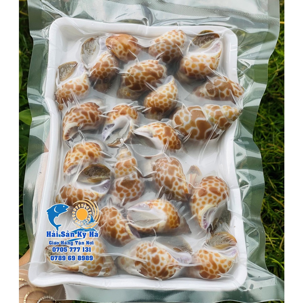 Giá sỉ 1kg Ốc Hương quế