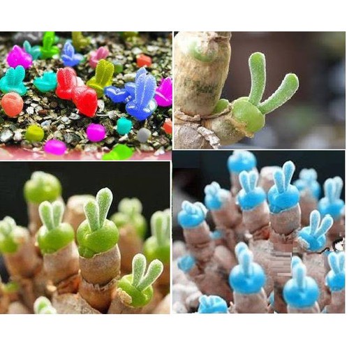 1K - Hạt giống cây Tai thỏ Monilaria Obconica tỷ lệ nảy mầm cao nhất  - Tặng kèm hạt hướng dương lùn + thuốc kích mầm rễ