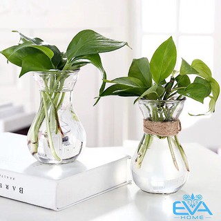 Combo 5 ly thủy tinh miệng loe 14cm dùng trang trí cắm hoa có dây đay đi kèm..