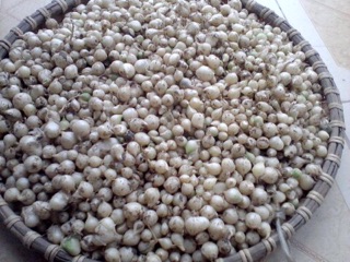 1kg hành tăm nghệ an