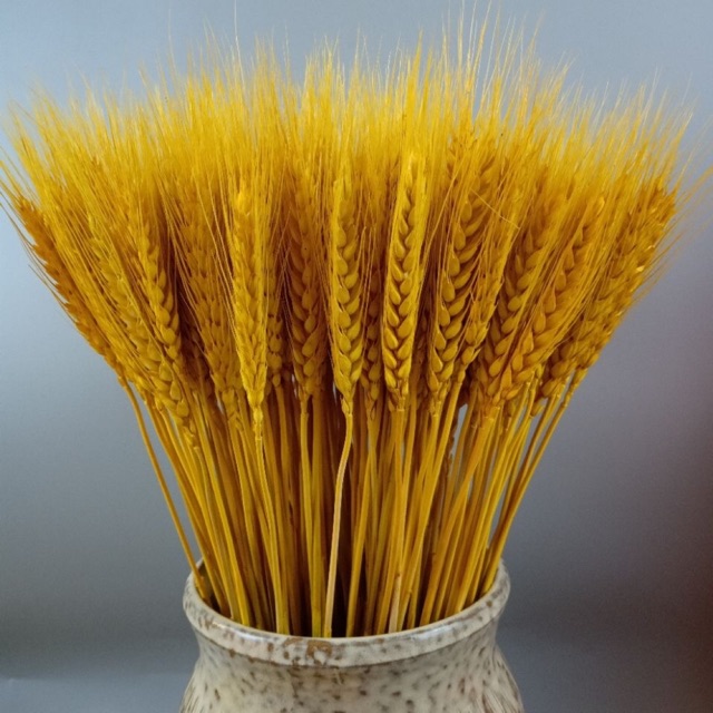 Bông lúa mạch khô (oder)