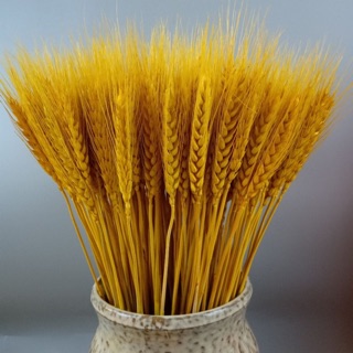 Bông lúa mạch khô (oder)