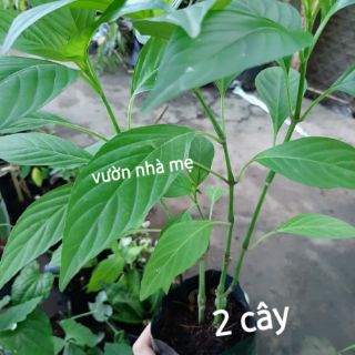 Cây lá cẩm tím giống nhật 1 bầu 2 cây