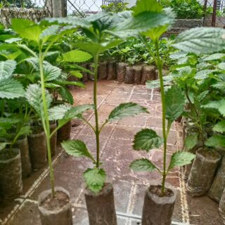 👉🌱🌱🌱👍 Combo 10 cây đuôi chuột hoa tím (Cây mạch lạc)