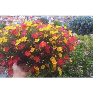[Rẻ vô địch] 1 bó hoa sam cánh kép